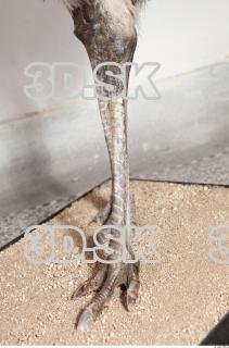 Emus leg photo reference 0015